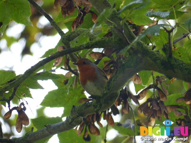 FZ009012 Robin in tree at Raglan Castle